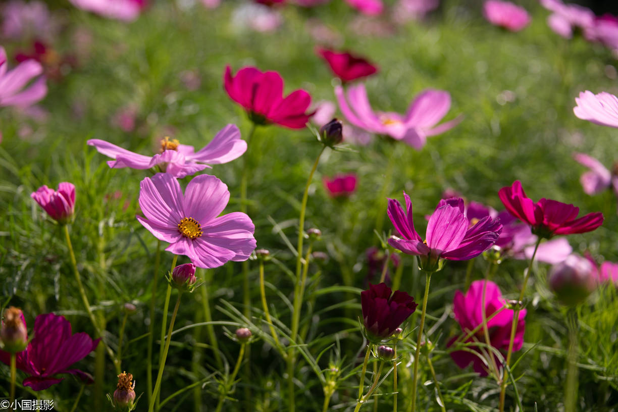 花卉摄影秋英什么样的花可以同时代表纯洁多情永远快乐