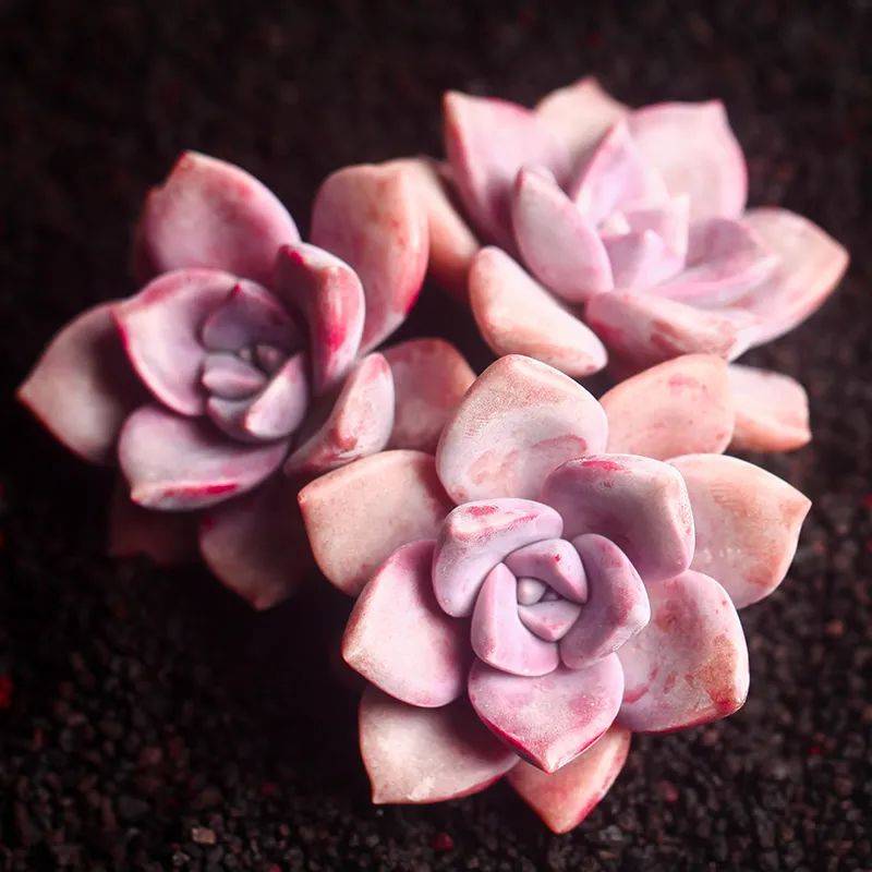 原创姿态婆娑植株娟秀的紫悦多肉紫乐这么养护蜿蜒清丽亮丽淡雅