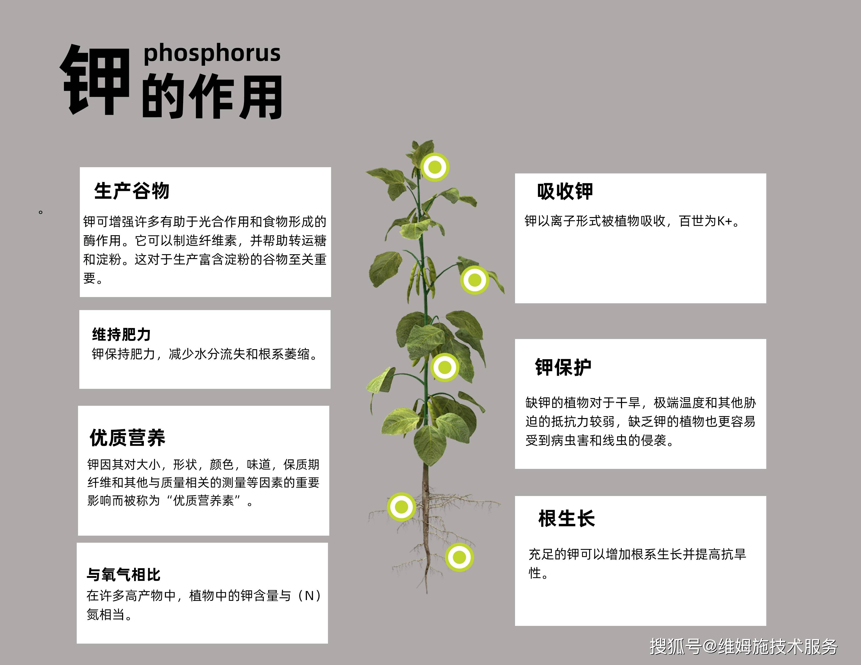 作物营养