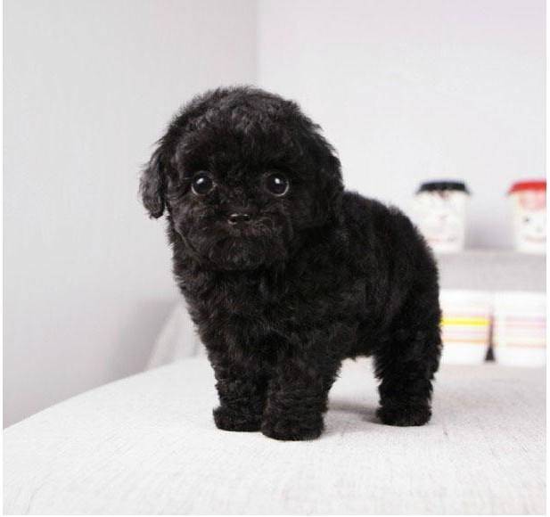 黑色泰迪比其它颜色泰迪更好,许多人不知道这5个优点!