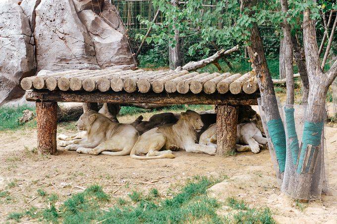 原創河南鄭州有一座動物王國這裡有眾多動物是親子游的好去處