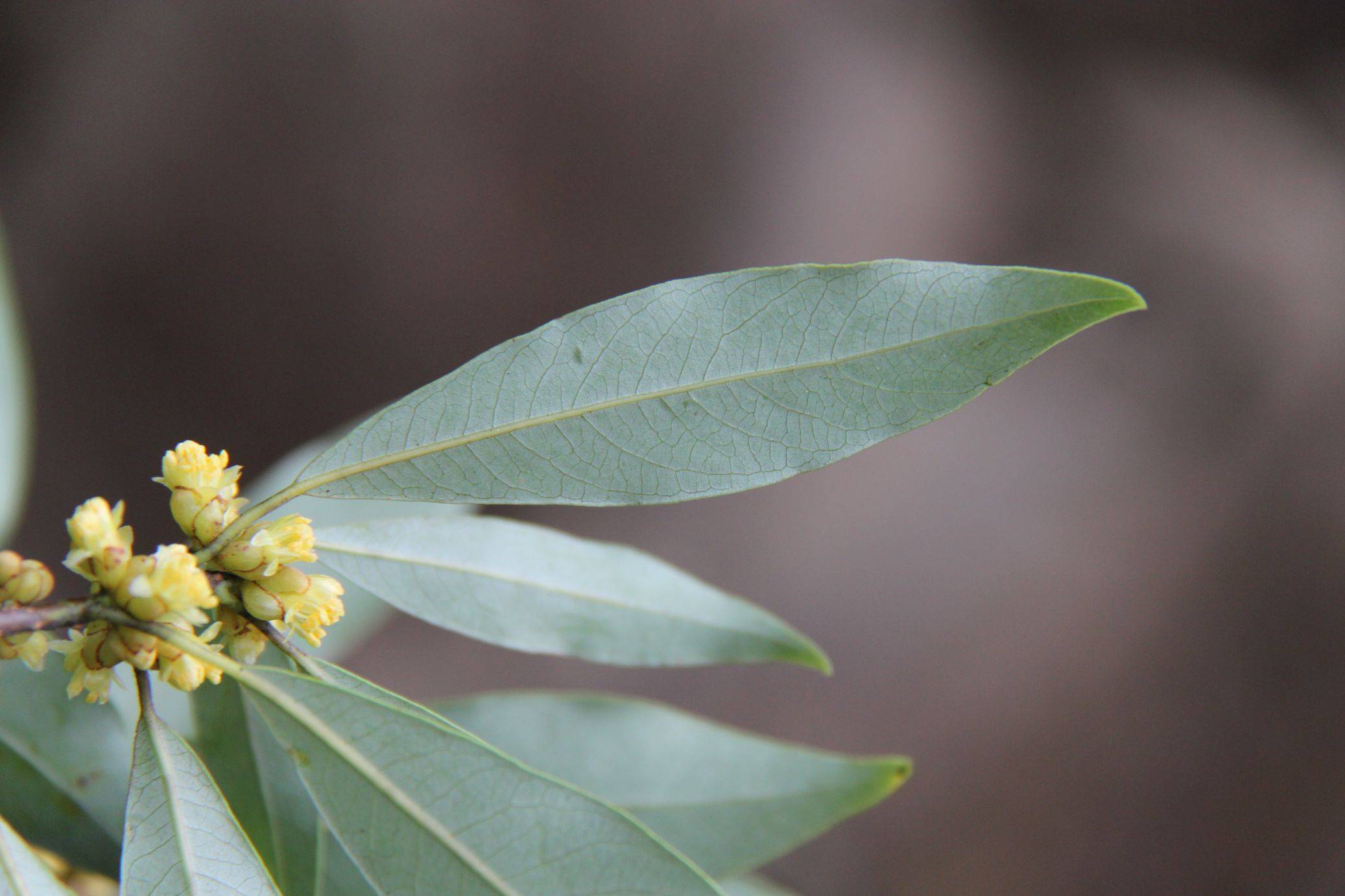 庆元植物1243樟科木姜子属豹皮樟