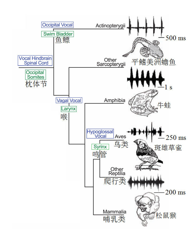 【威海运都】☆海识 | 会唱歌的鱼_进化