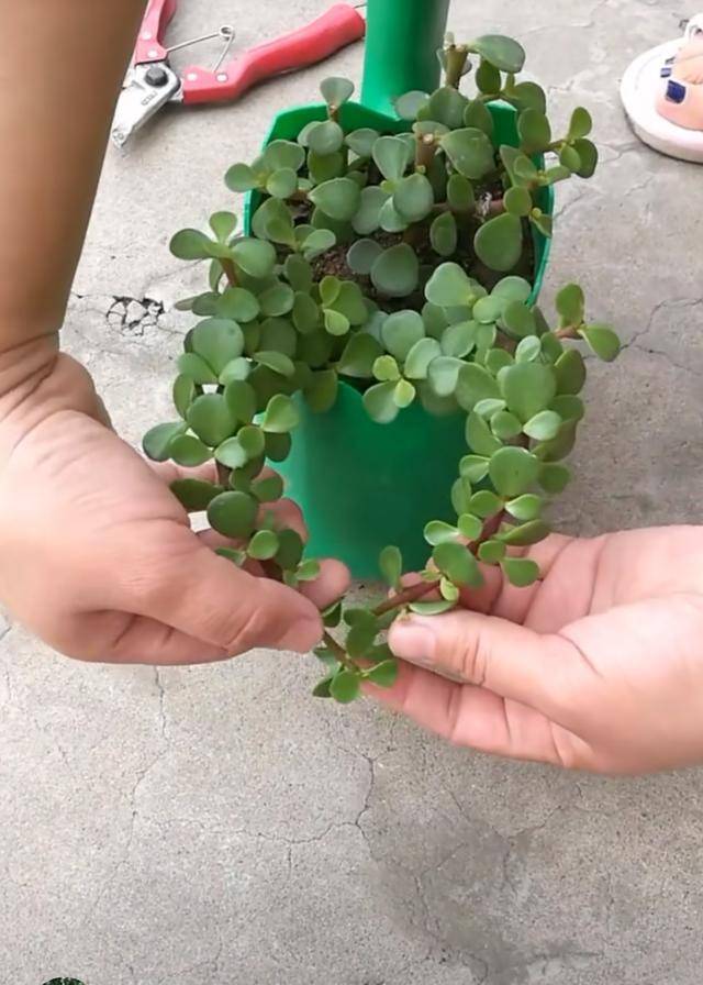 养一盆金枝玉叶,一剪一扎,轻轻松松,变成值钱的"盆景"