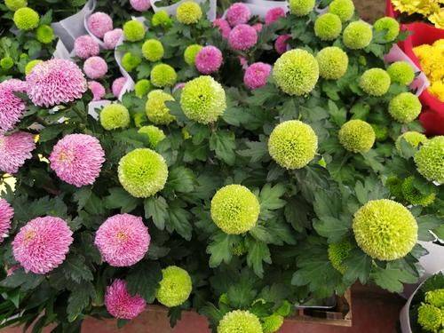 高颜值的"爱情花",七彩"乒乓菊",一阳台的小可爱