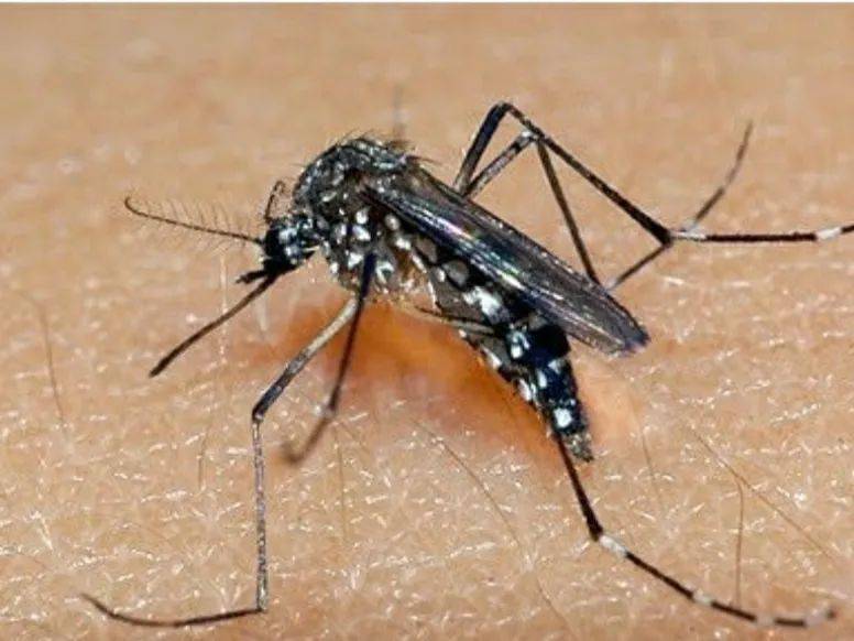 为什么蚊子咬人会痒