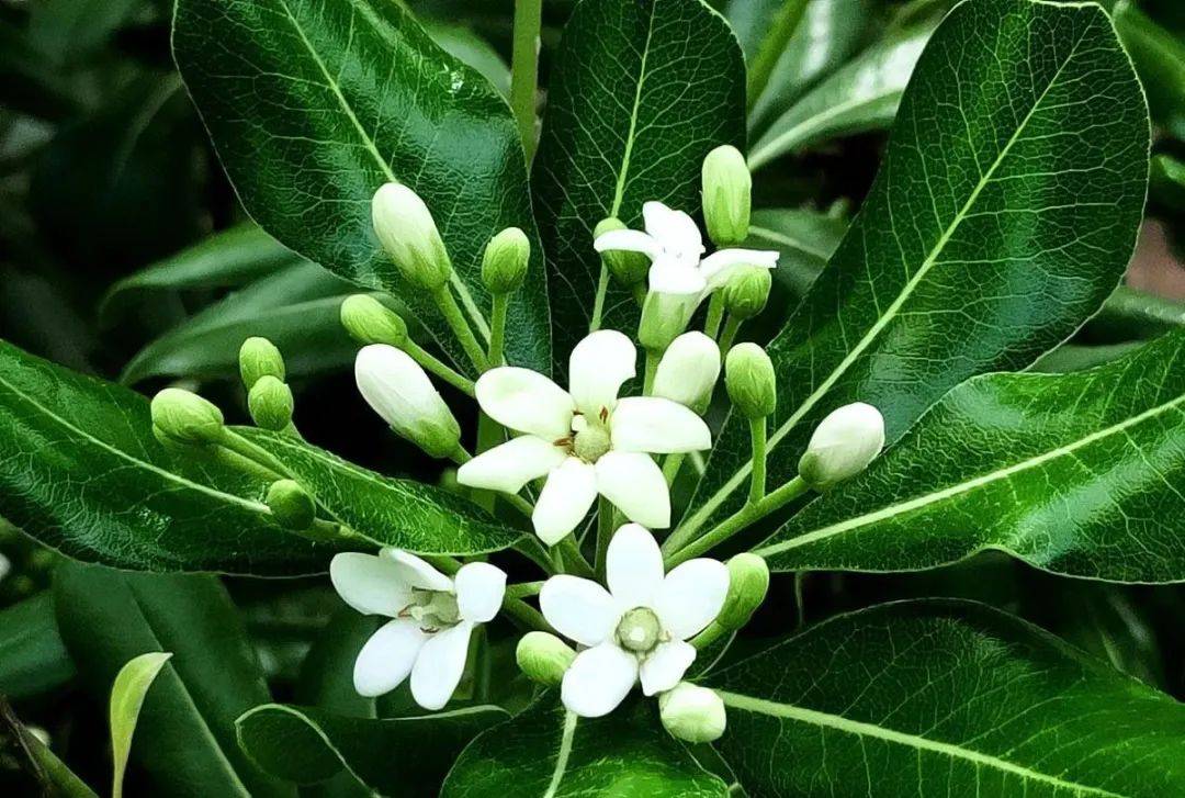 原创清香浓郁茂密葱翠的山瑞香海桐花这么养护油亮碧绿花香弥漫