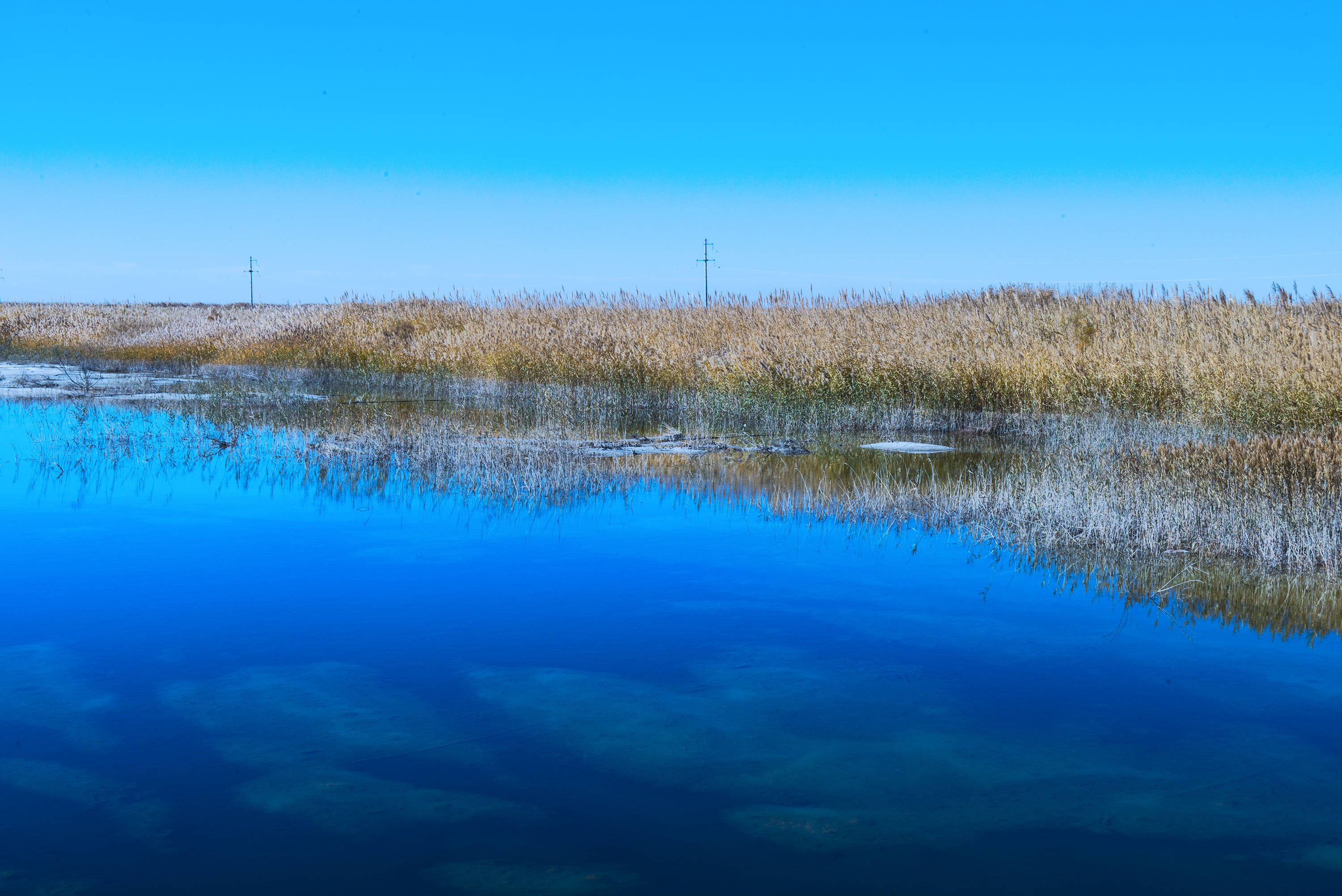 青海湖沙漠湿地公园图片