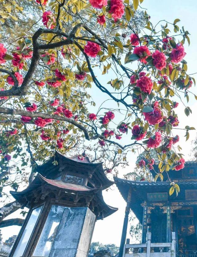 闲庭花落信步会泽院前云南大学的海棠正值盛花期当圆通山樱花正落英