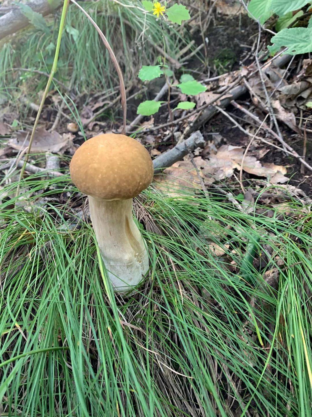 又到采蘑菇的季节,承德这些蘑菇你都认识吗?