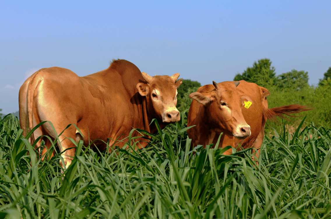 武陵山脉的精灵德农湘西原生土黄牛