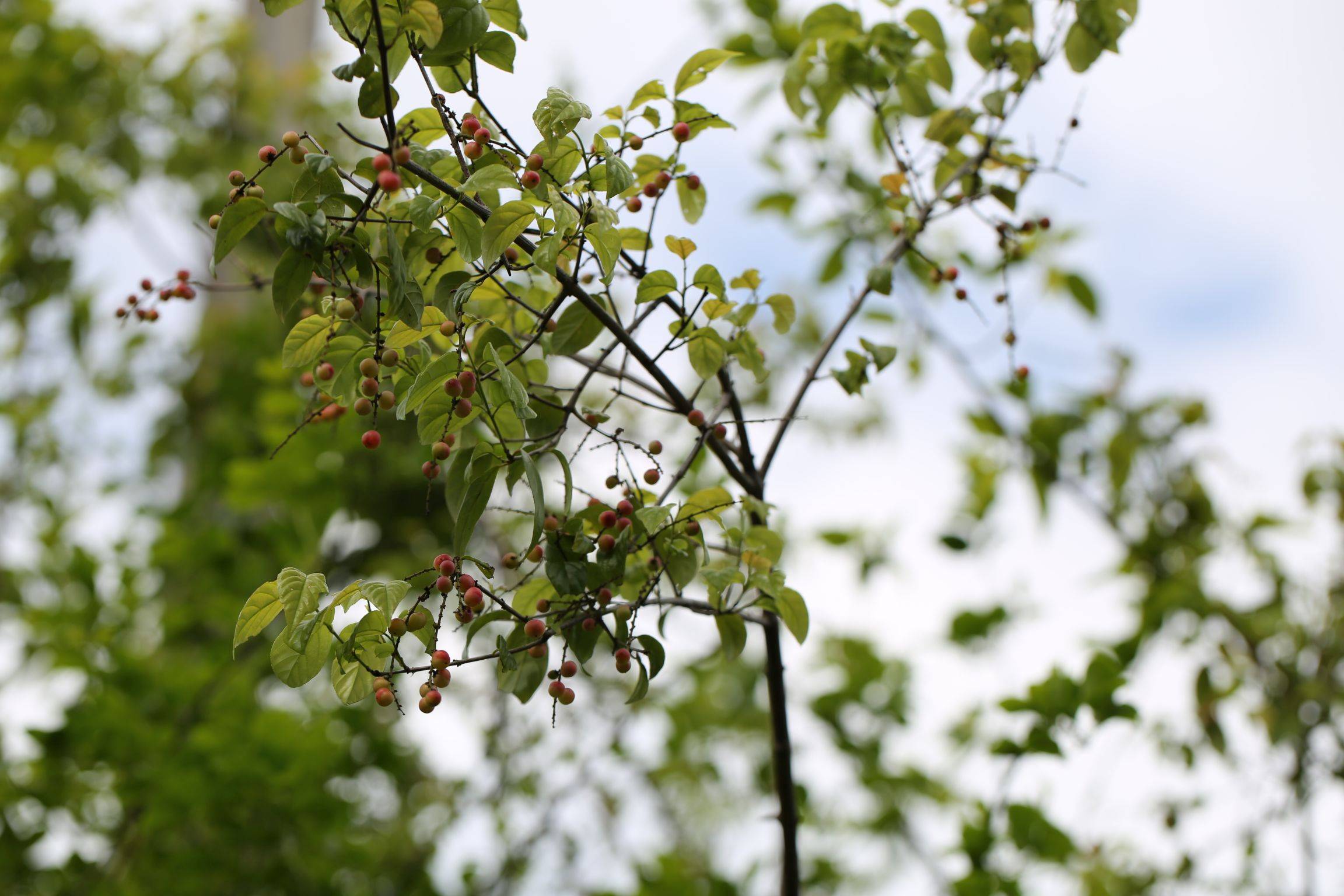 庆元植物1249-鼠李科-雀梅藤属-雀梅藤