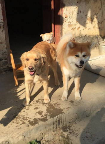 两个小家伙第一次见面并不是特别友好,一见面秋田犬就打了金毛一顿