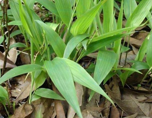 长在野外的药草被误认为是竹子实则是珍贵药草价值颇高