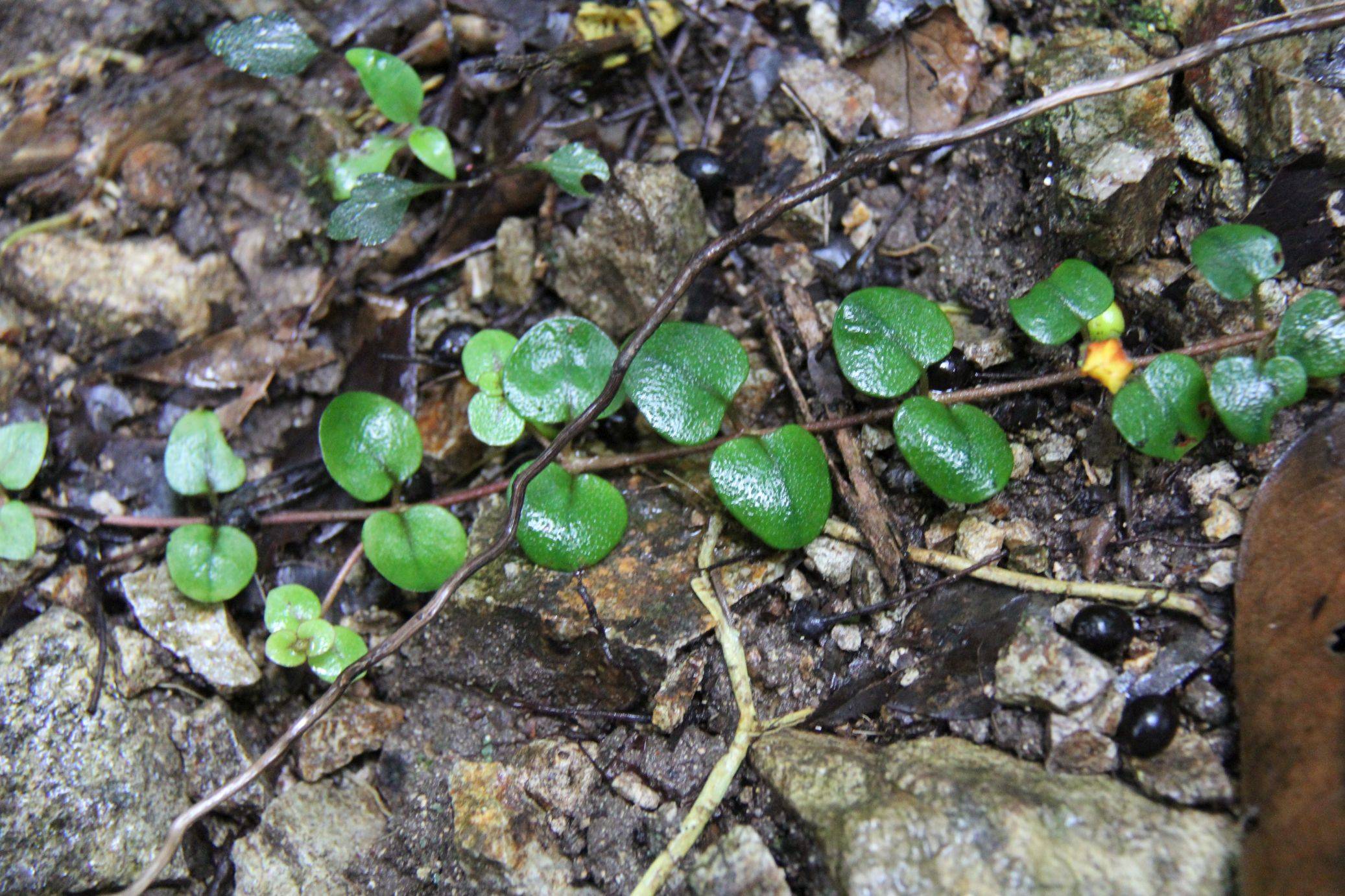 庆元植物1250-报春花科-珍珠菜属-浙江过路黄