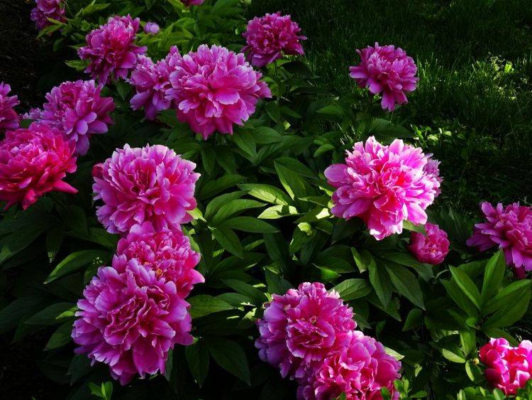 下个月,月老牵姻缘线,桃花朵朵开,定能收获好爱情4大星座