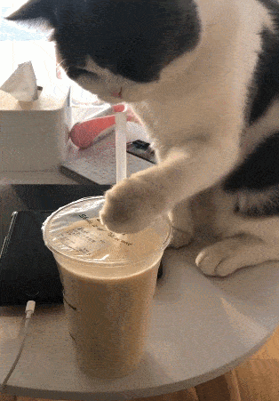 猫咪撩开吸管喝奶茶,主人故意使坏,猫咪撩得心凉凉!