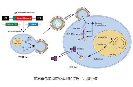 慢病毒慢病毒载体相关研究