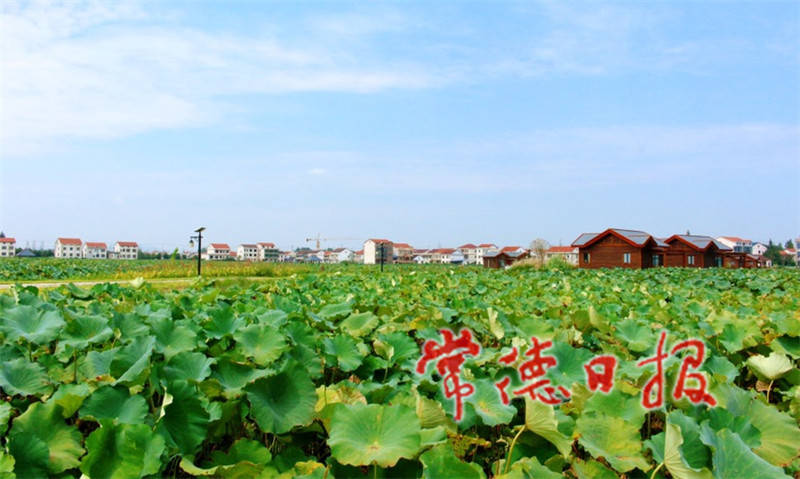 【走向我们的小康生活】芦荻山乡黄爱村:千亩荷塘边的幸福生活