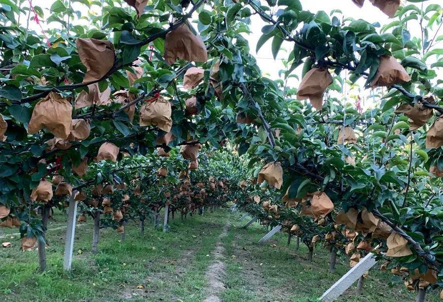 辰颐物语秋月梨"只要吃过秋月梨,其他啥梨都不再念想"