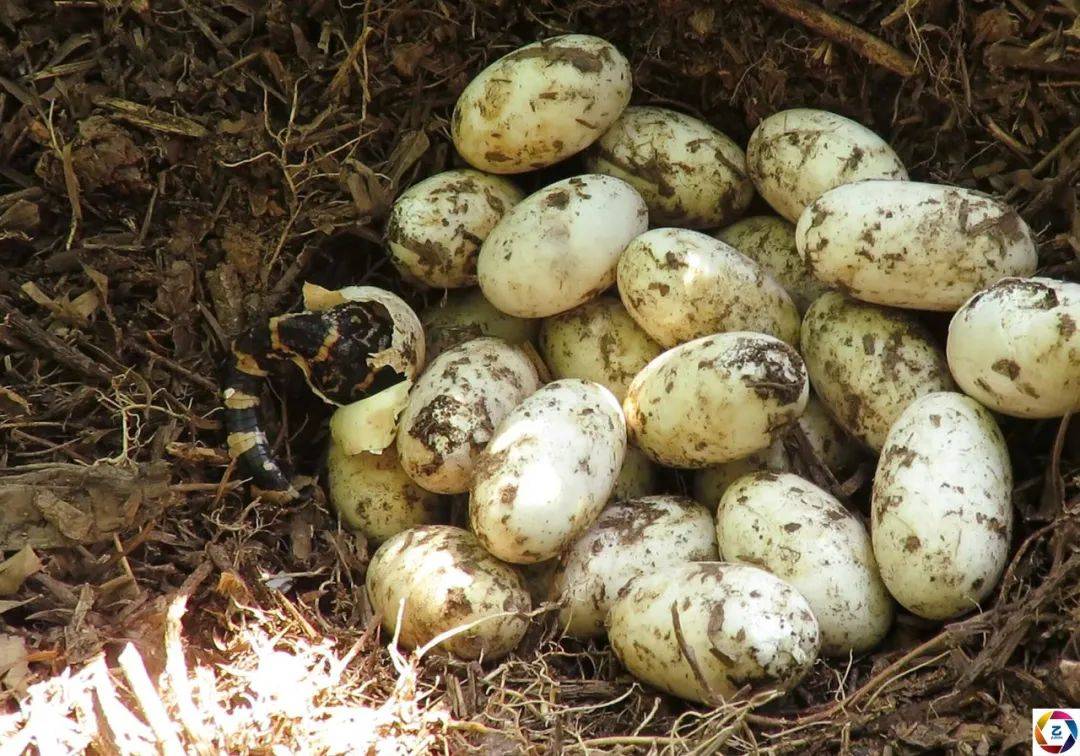 原创科研人员野外见证野生扬子鳄宝宝破壳坚强可爱的样子萌化了