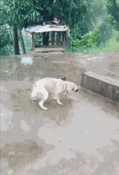 狗子站在雨中瑟瑟发抖,却不敢回自己狗窝,背后的隐情逗笑主人