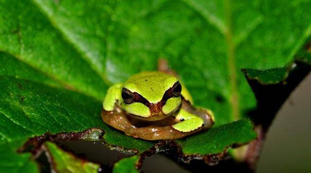 秦岭出现罕见雨蛙,呆萌可爱曾消失多年,网友:蛙儿子回家了
