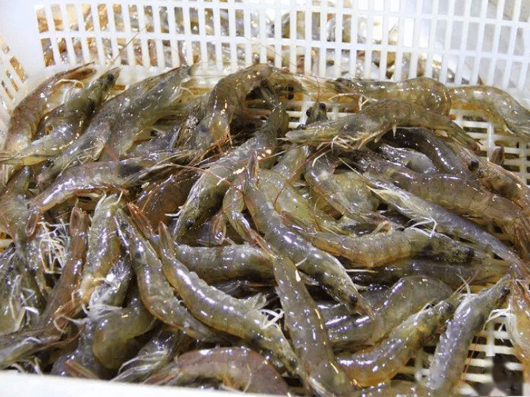 大虾别再放塑料瓶中冷冻了厨师教你新方法放1年虾头都不黑