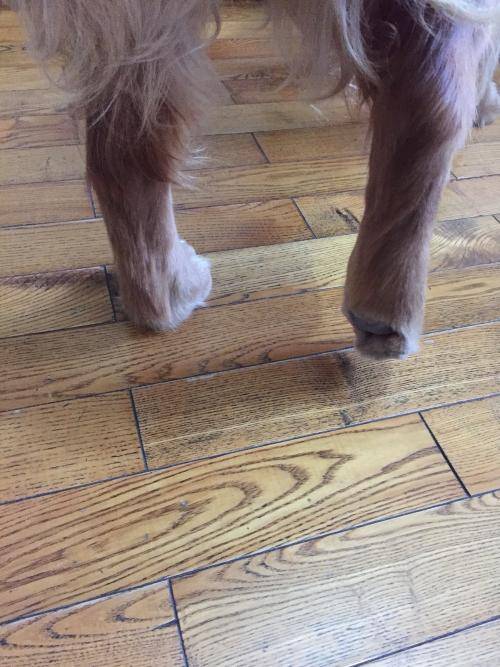 狗狗突然一瘸一拐不敢落地还能治疗好吗?