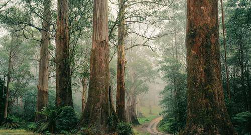 「德国wineo」永远的橡木,百年时光的沉淀者
