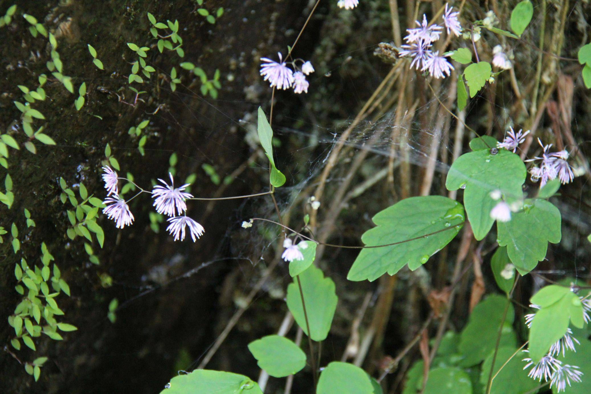 庆元植物1253-毛茛科-唐松草属-尖叶唐松草_庆元县