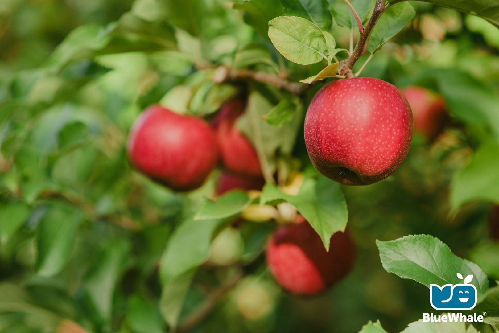 法国蓝鲸苹果深耕小众市场未来将在中国建有机苹果园