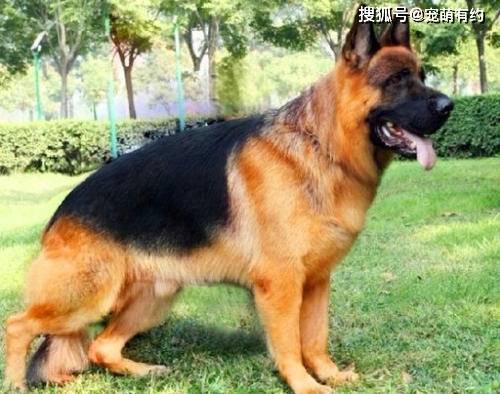 德牧和昆明犬作为现代型警犬,在你心中哪个更优秀?_训练