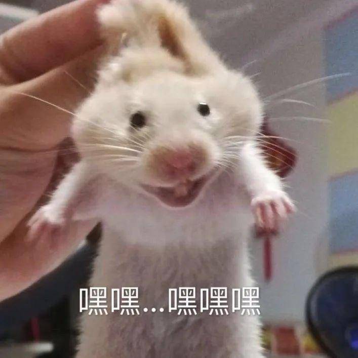 以为仓鼠长了肉瘤急忙去咨询卖家客服的解释太扎心了