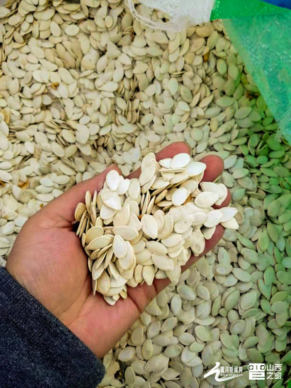 山西产业扶贫产品展播离石籽用西葫芦