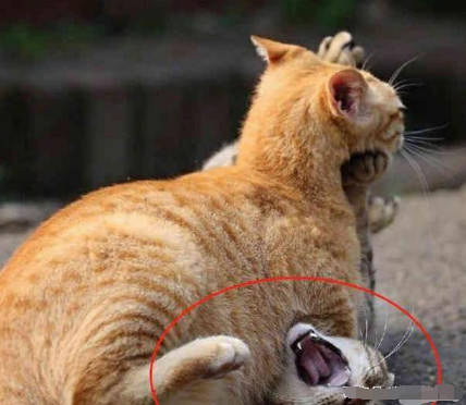 和狸花猫打架,远远一看以为橘猫被锁喉了,走近后男子忍不住笑出鼻涕泡