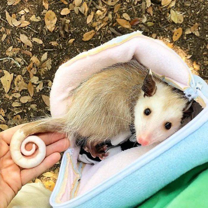 平时我们嫌弃长得丑的负鼠,其实人家还有你没见过的可爱一面