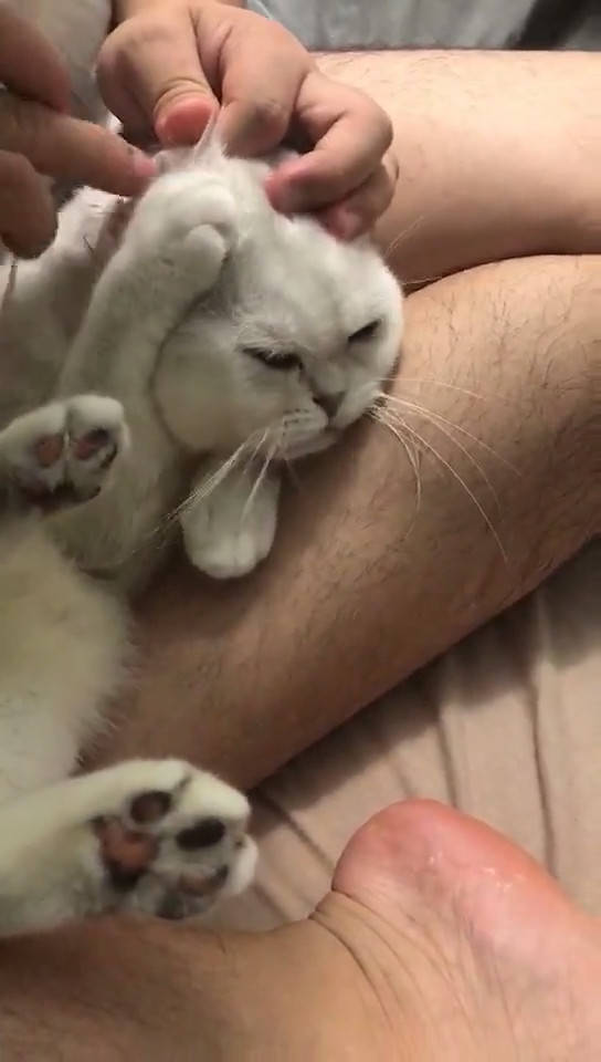 铲屎官帮猫咪掏耳朵,猫咪害怕浑身抽搐,露出表情吓傻铲屎官_手机搜狐