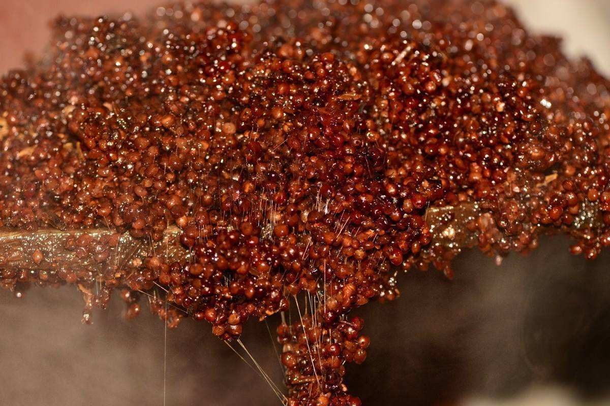 白酒|粮为酒之肉，哪种高粱酿酒最好？