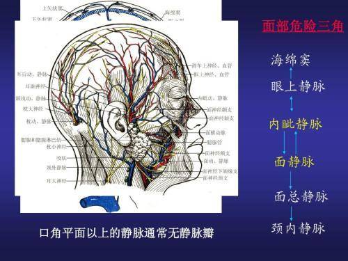 危险三角区解剖图片