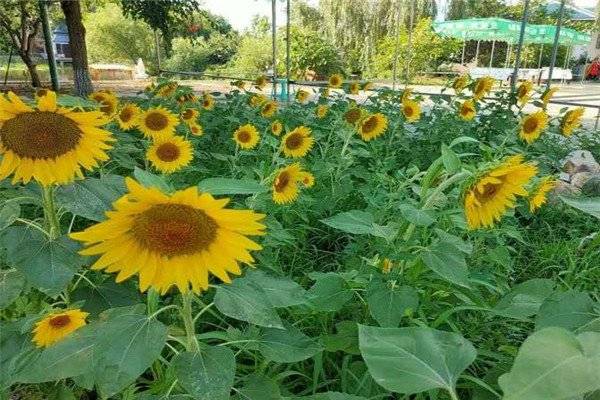 2020年省重点村盘锦市盘山县得胜街道得胜村