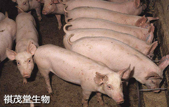 猪喘气苗什么打 猪气喘苗打什么部位