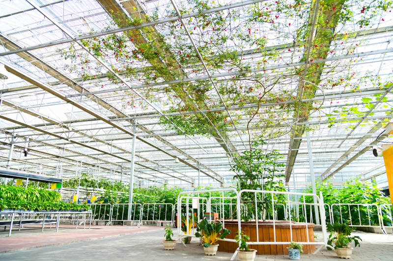 现代农业园区展示最为常见的种植模式都有哪些?_蔬菜