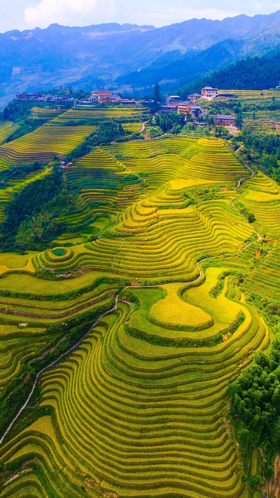 2020龙脊梯田稻黄最美的风景开启,揭露不知的龙脊梯田秘密