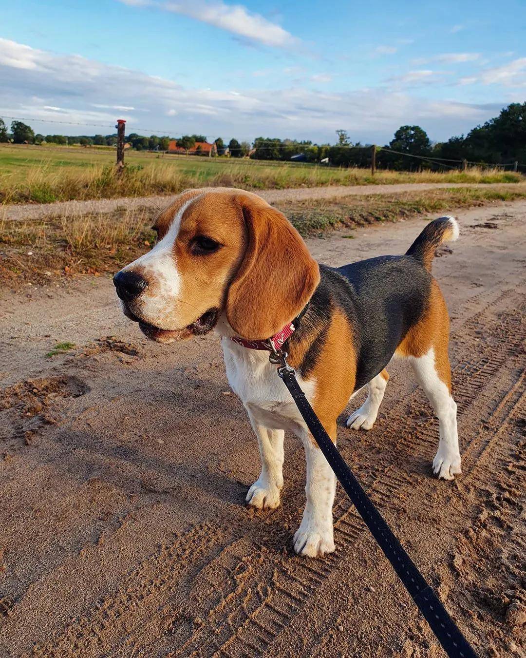 你好不要养比格犬