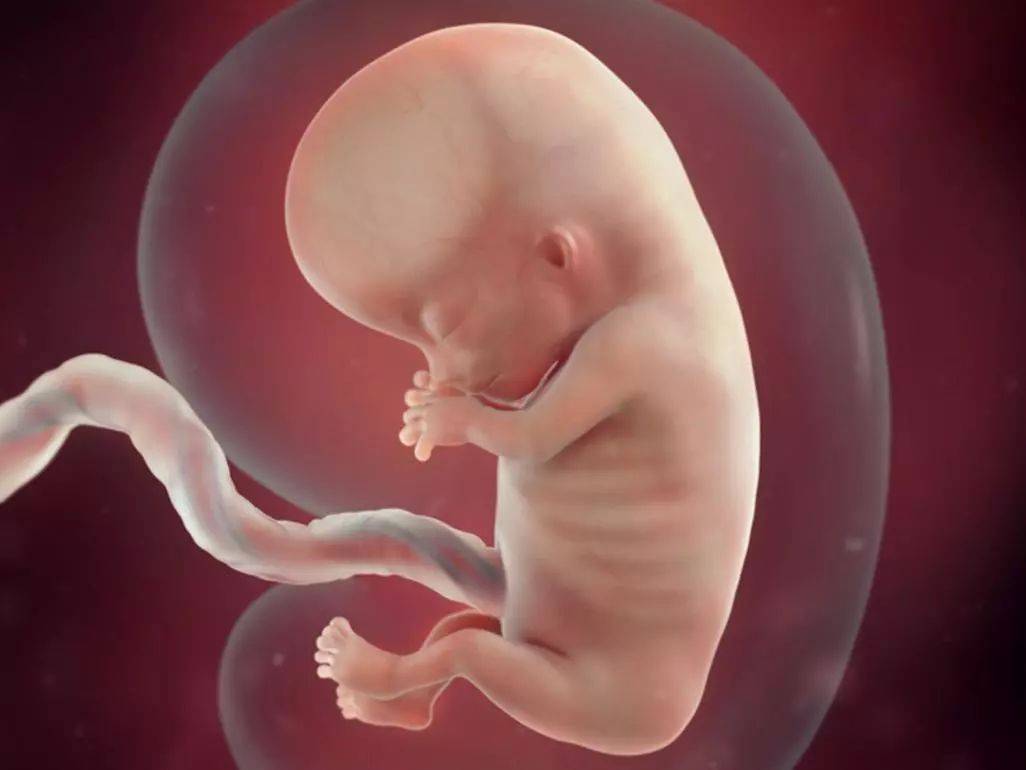 孕12周胎儿真人图片图片