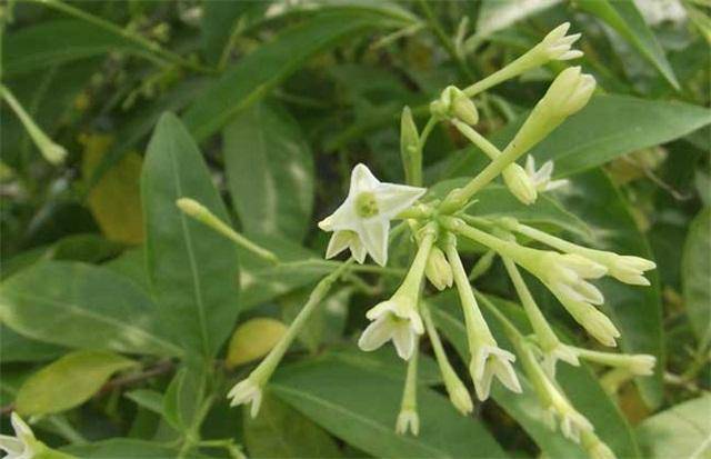 5种驱蚊草,个个能驱蚊,好看又好闻,家里养1盆,蚊虫无影无踪