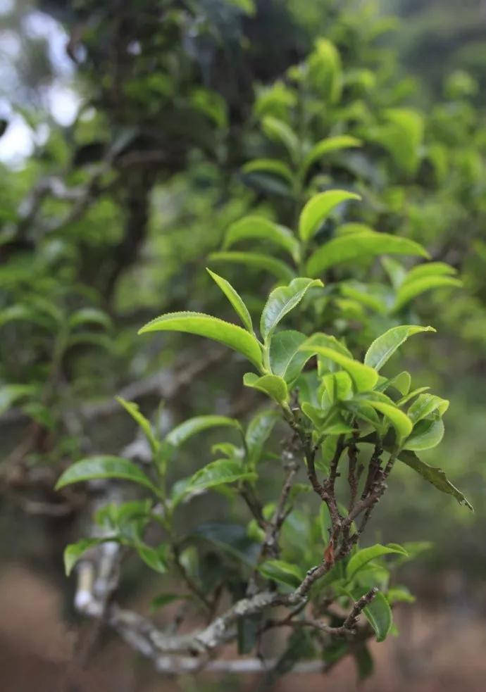 干货分享古六大茶山之革登古树茶