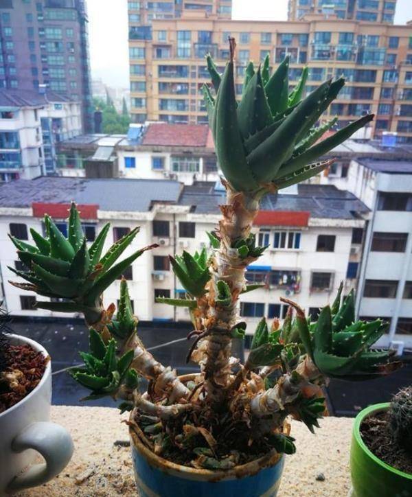 家中养芦荟注意2点,一盆能养几十年,变成一棵"芦荟树"_手机搜狐网