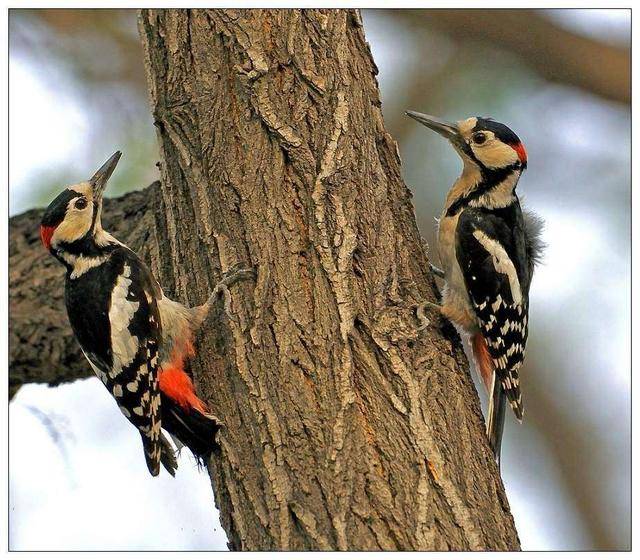爱情是神圣的,为了获得爱情,这些动物求偶过程让人看了匪夷所思